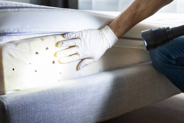 Best Local Pest Control Services  in Utica, NE