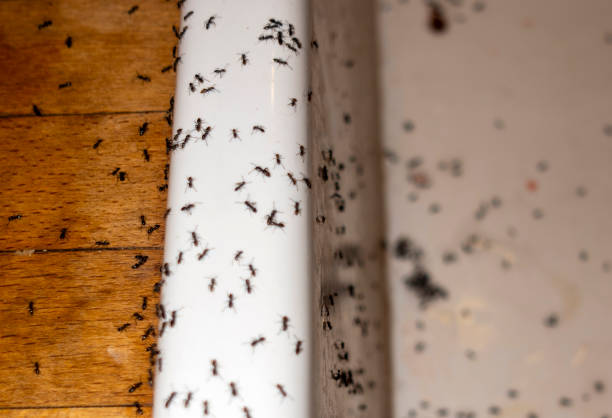 Professional Pest Control in Utica, NE